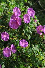 Ipomoea crinicalyx