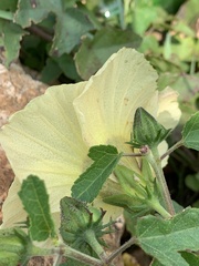 Hibiscus altissimus