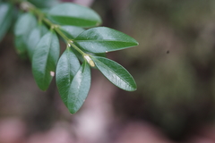 Buxus colchica