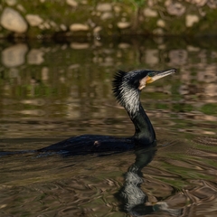 Phalacrocorax carbo