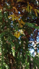 Athrotaxis selaginoides