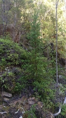 Athrotaxis selaginoides