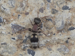 Bidecoloratilla iberica