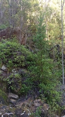 Athrotaxis selaginoides