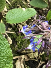 Trachystemon orientalis