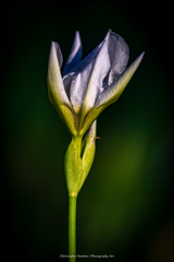 Nemastylis geminiflora