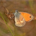 Small Heath - Photo (c) Kostas Zontanos, some rights reserved (CC BY-NC), uploaded by Kostas Zontanos