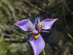Moraea fergusoniae