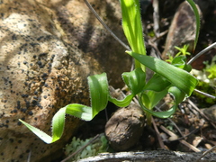 Moraea fergusoniae