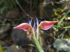 Moraea fergusoniae