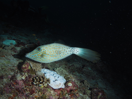 Scrawled Filefish — seen at this dive site