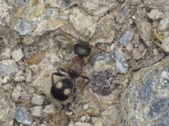 Bidecoloratilla iberica