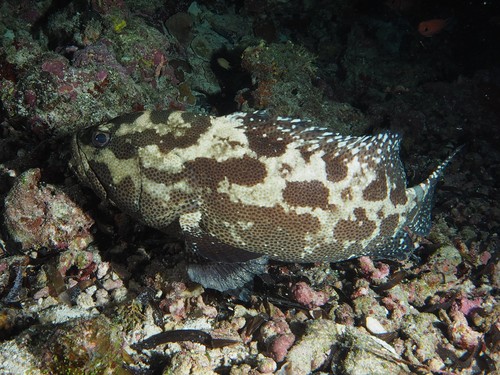 Camouflage Grouper — seen at this dive site