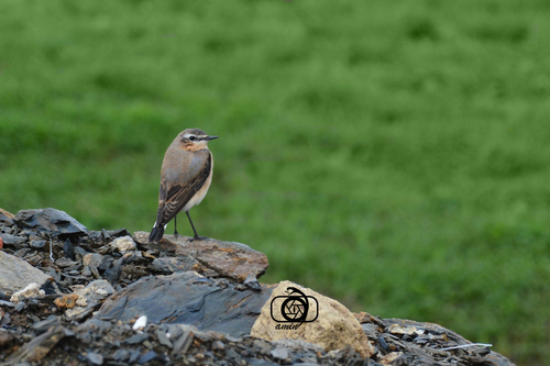 Southern Eurasian Northern Wheatear