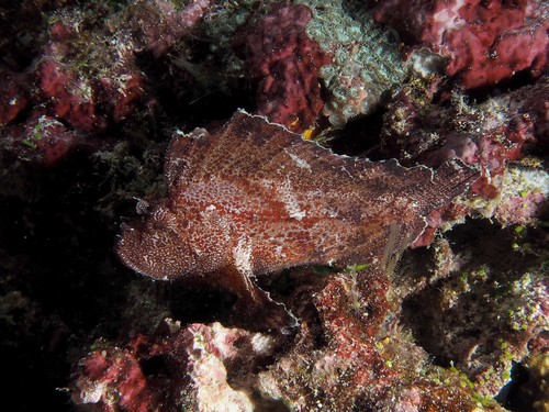 Leaf Scorpionfish — seen at this dive site