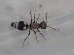 Bidecoloratilla iberica