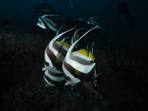 Schooling Bannerfish — seen at this dive site