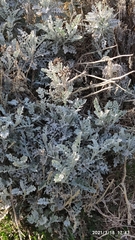 Jacobaea leucophylla