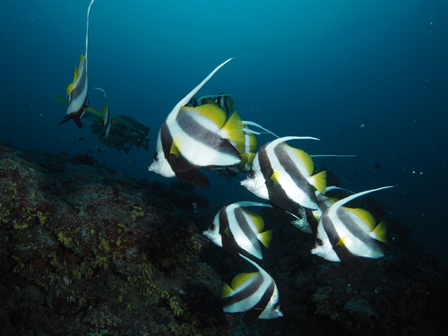 Schooling Bannerfish — seen at this dive site