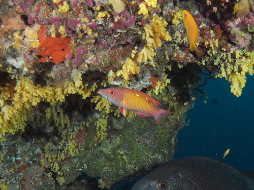 Diana's Hogfish — seen at this dive site
