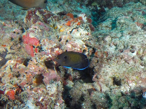 Brown Pygmy Angelfish — seen at this dive site