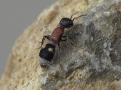 Bidecoloratilla iberica