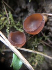 Dumontinia tuberosa