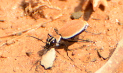 Graphipterus limbatus