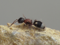 Bidecoloratilla iberica