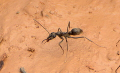 Ophthalmopone hottentota
