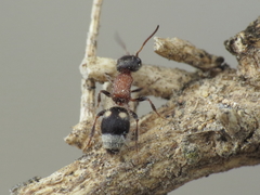 Bidecoloratilla iberica