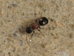 Bidecoloratilla iberica