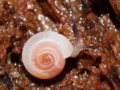 Meredithena dandenongensis