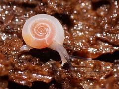 Meredithena dandenongensis