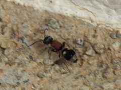 Bidecoloratilla iberica