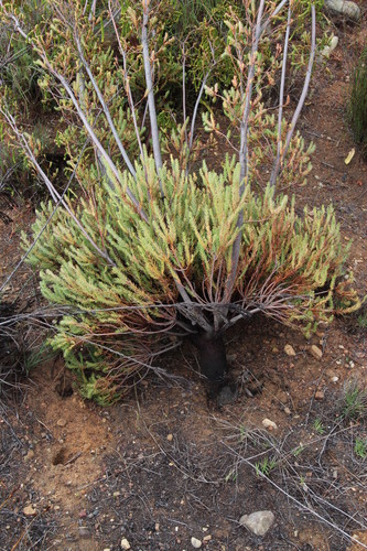 Image of Leucadendron corymbosum by (c) Tony Rebelo, some rights reserved (CC BY-SA)