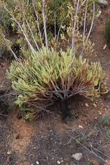 Leucadendron corymbosum
