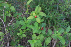Rauvolfia tetraphylla