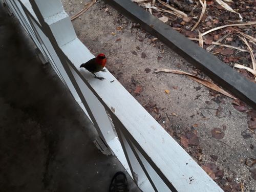 Mauritius Fody (Foudia rubra), photo 3