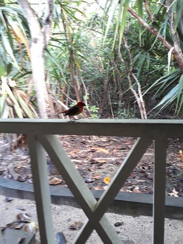 Mauritius Fody (Foudia rubra), photo 7