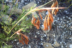 Thamnochortus lucens