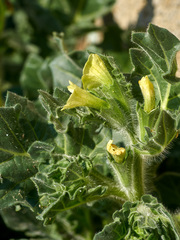 Hyoscyamus albus