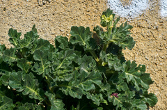 Hyoscyamus albus