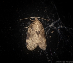 Schistophleps obducta