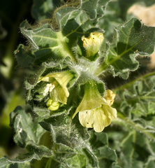 Hyoscyamus albus