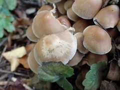 Britzelmayria multipedata