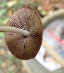 Britzelmayria multipedata