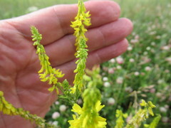 Melilotus suaveolens