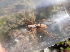 Alopecosa inquilina