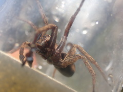 Alopecosa inquilina